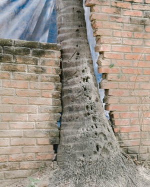 15_mv190131_mexique_puerto_vallarta_021